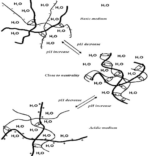 Structure And Ph Sensitive Swelling Of A Polyelectrolyte Complex Pec Download Scientific