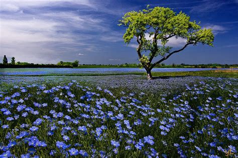 Champs De Lin Nature Photos Nature Cool Pictures