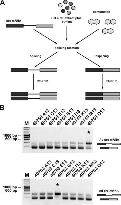 Secondary Screen A Schematic Representation Of The Rt Pcr In Vitro