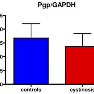 Mean relative protein expression (P-gp/GAPDH) measured by Western ...