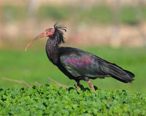 Northern Bald Ibis Facts Diet Habitat And Pictures On Animaliabio