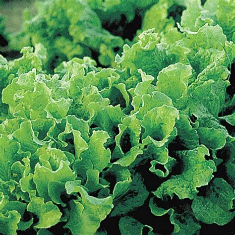 Black Seeded Simpson Lettuce Gurney S Seed Nursery Co