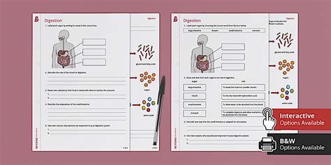 Digestive System Worksheets Ks3 Secondary Resources