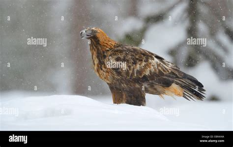 Golden Eagle Aquila Chrysaetos In Heavy Snowfall Finland Kuusamo