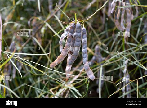 Willow Leaved Wattle Acacia Iteaphylla Is An Evergreen Shrub Endemic