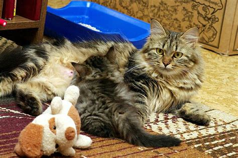 Сибирские котята на продажу по цене 1500₽ в Казани — объявление №46783 ...