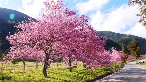 【2023武陵農場櫻花季】最新花況訂房技巧住宿優惠接駁車及交通資訊一起看 Cp值