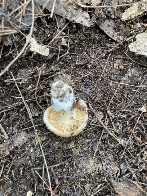 Common Gilled Mushrooms And Allies From Ku Ring Gai Chase National Park