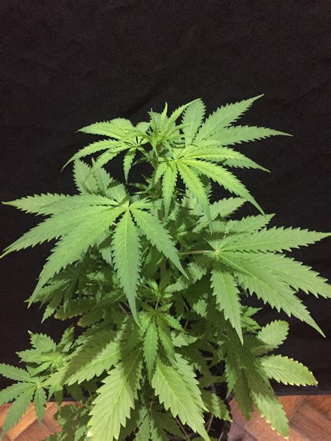 Fast Buds Lemon AK Auto Grow Diary Journal Week5 By Jeylamotta