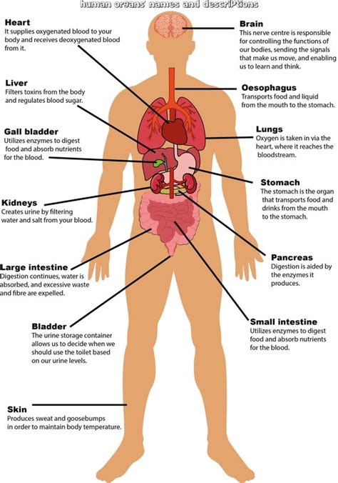 Human Body Parts Labeled