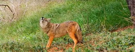 What Diseases do Coyotes Carry and What are the Symptoms of a Sick Coyote?