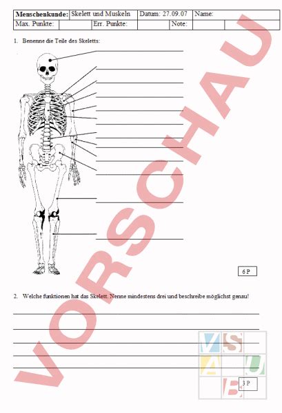 Arbeitsblatt Skelett Und Muskeln Biologie Anatomie Physiologie