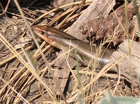 Gilbert S Skink From Tuolumne County Us Ca Us On July At