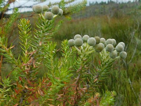 Common Coppice Kolkol From Greyton Nature Reserve South Africa