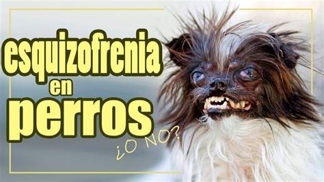 EXISTE La ESQUIZOFRENIA En Los PERROS Perros Esquizofrenia