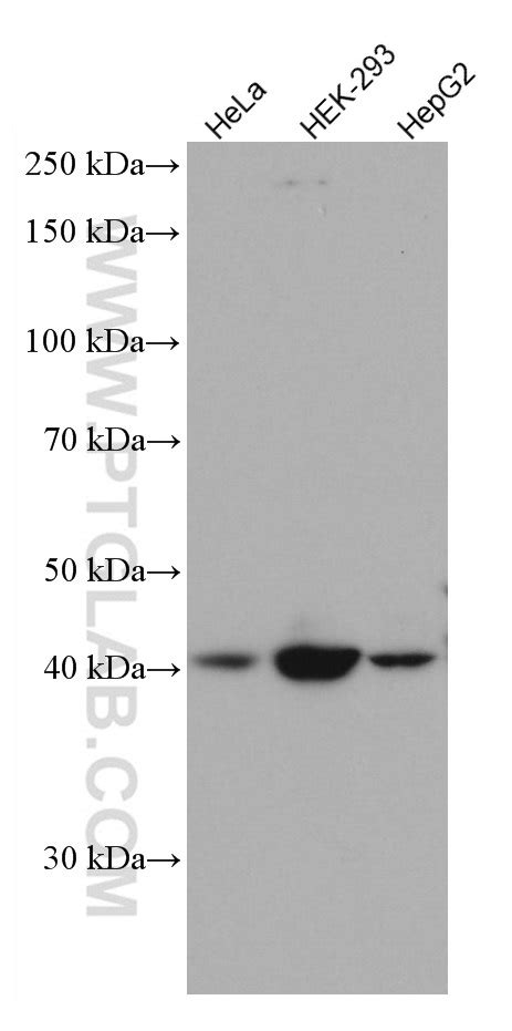 Sstr5 Antibody 66772 1 Ig Proteintech 武汉三鹰生物技术有限公司