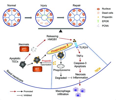 Properdin Mediated And Enhanced Phagocytosis Of Tecs Schematic