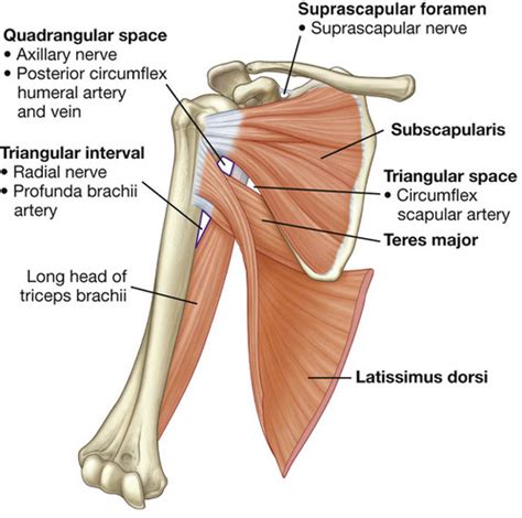 Posterior Axillary Fold