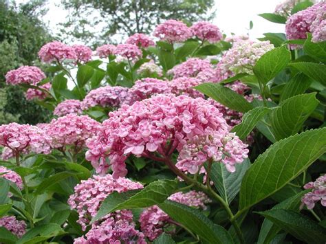 플가 수국 아예샤 Hydrangea macrophylla Ayesha