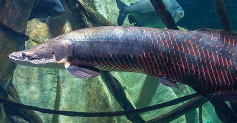 Ikan Arapaima Makan Orang