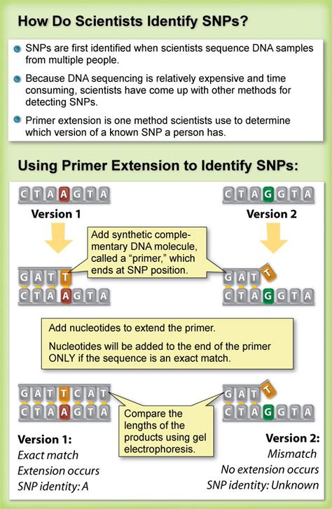 Making SNPs Make Sense