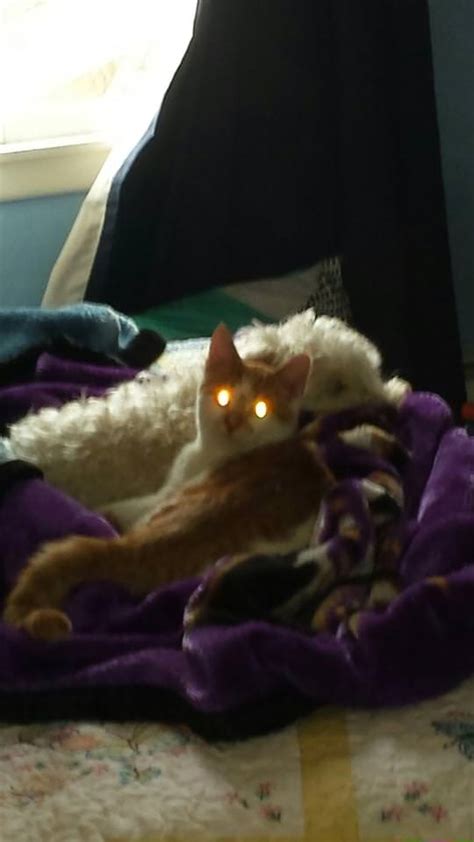 All Glory To The Hypno Cat Album On Imgur