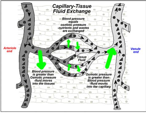 Capillary Tissue-Fluid Exchange - Biology 12: PLO