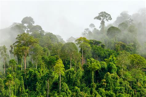 Deforestation in Malaysia: Gaps and Drivers | Rainforest Journalism Fund