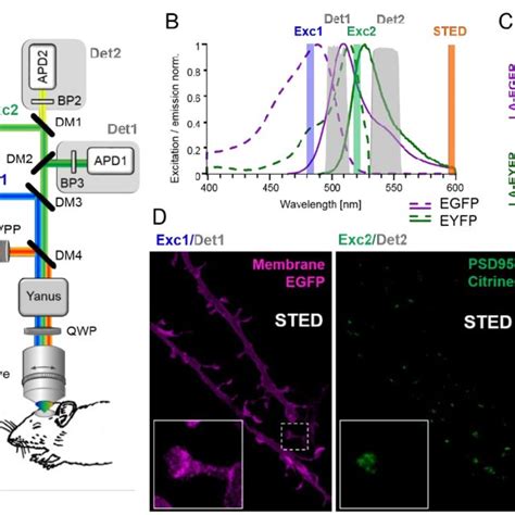 Virtually Crosstalk Free Two Color In Vivo Sted Microscopy A