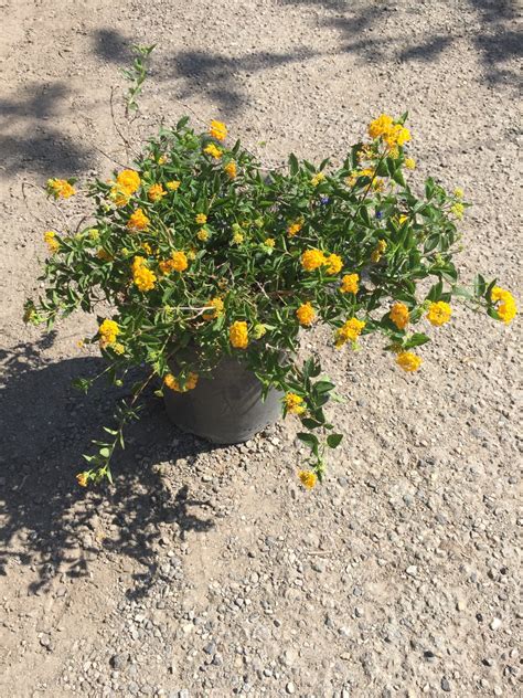 Buy Lantana Camara Yellow Trailing Yellow Spreading Lantana