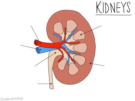 Kidney Diagram Unlabelled Etsy