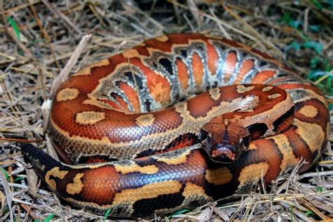 Blood Python Temperament Are They Aggressive