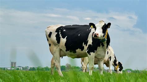 Top Uses, Characteristics and Origin of Holstein Cows