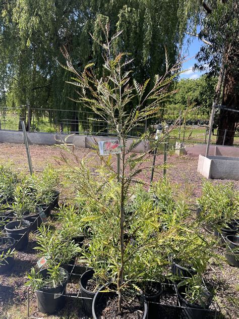 Grevillea Ivanhoe Blerick Tree Farm