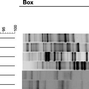 Rep PCR Fingerprinting And 16S RRNA Based Clustering Of The Isolates