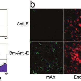 A Flow Cytometry Analysis Of BHK Cells Treated With MAbs And Bm MAbs