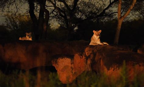 Kilimanjaro Safaris