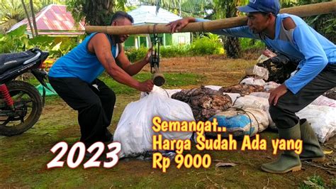 Update Harga Karet Hari Ini Di Petani Desa Transmigrasi Padang Jaya