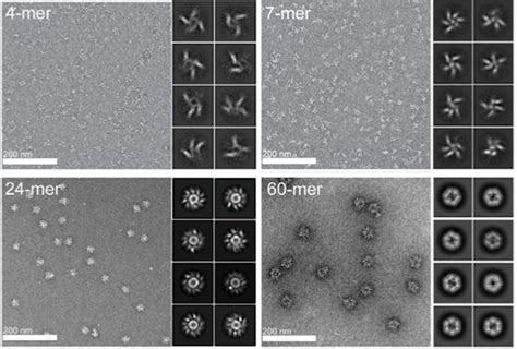 A (literally) multi-pronged viral vaccine approach - EBV : r/vaccinenews