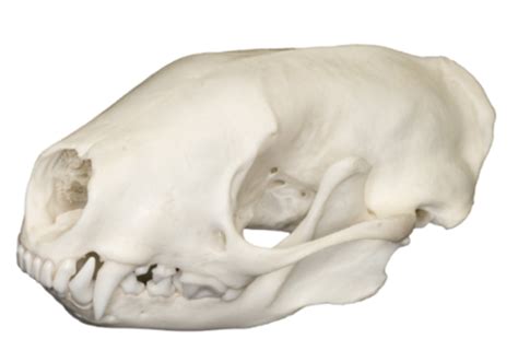 Biol Mammal Skull Identification Flashcards Quizlet