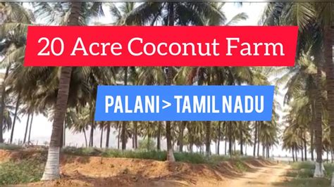 Acre Coconut Farm For Sale Palani Tamil Nadu Acre Lakh