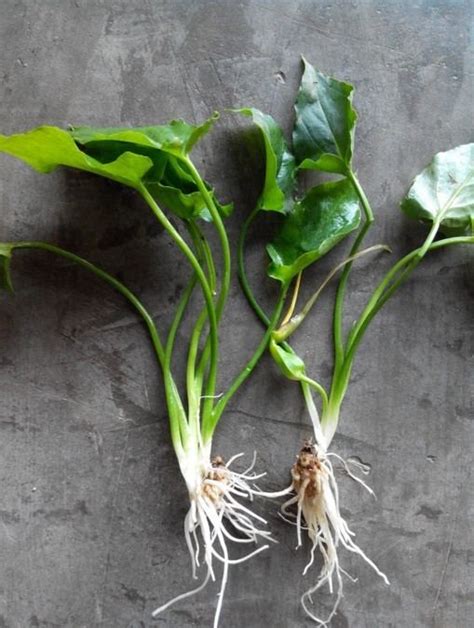 Typhonium Flagelliforme Alchetron The Free Social Encyclopedia