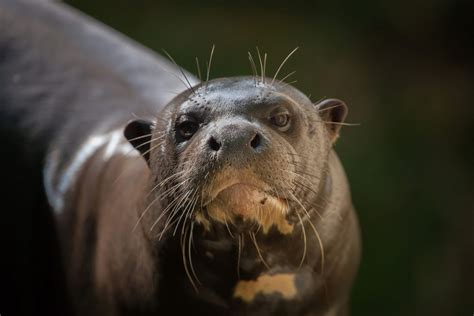 La Lontra Gigante Torna In Argentina Dopo Anni Ohga