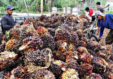 Kemenprin Ratusan Produk Hilirisasi Industri Kelapa Sawit EGINDO