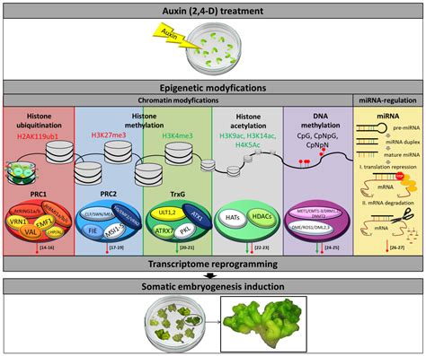 Ijms Free Full Text Epigenetic Regulation Of Auxin Induced Somatic