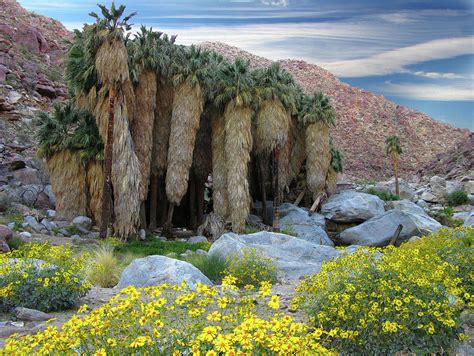 Borrego Palm Canyon In Anza-borrego by Sam Antonio Photography