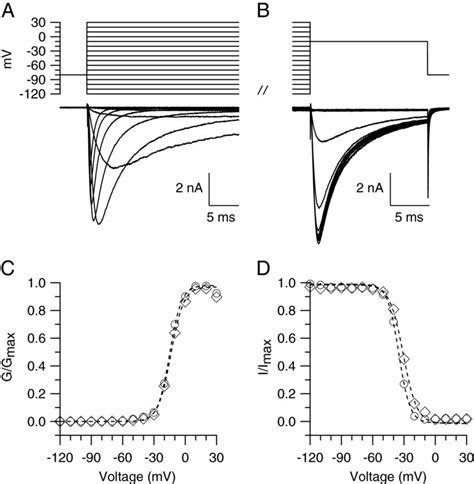 Effect Of SKF 81297 On The Steady State Activation And Inactivation