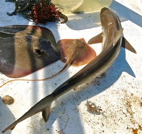 Fotos Gratis Comida Biología Mariscos Pescado Tiburón Peces