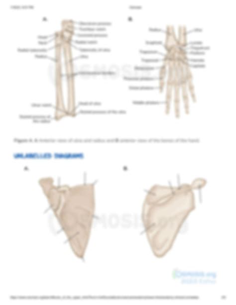 Solution Bones Of The Upper Limb Osmosis Prime Studypool
