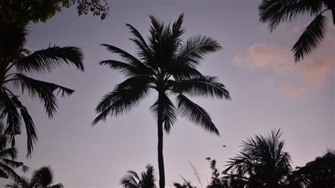 How much does a sago palm tree cost? - About Tree